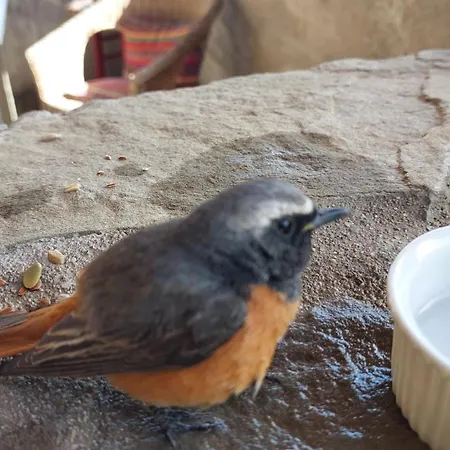 Bed & Breakfast Lassu Minihotel *