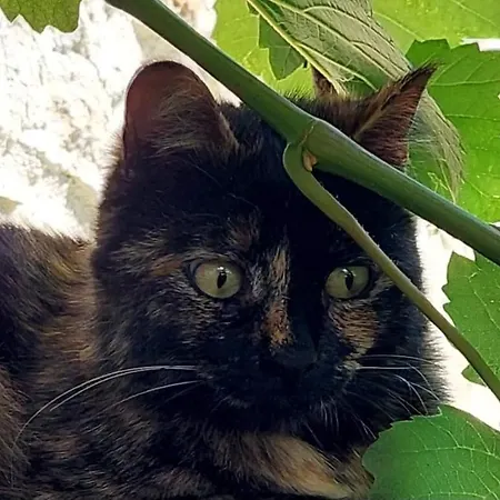 Bed & Breakfast Lassu Minihotel *