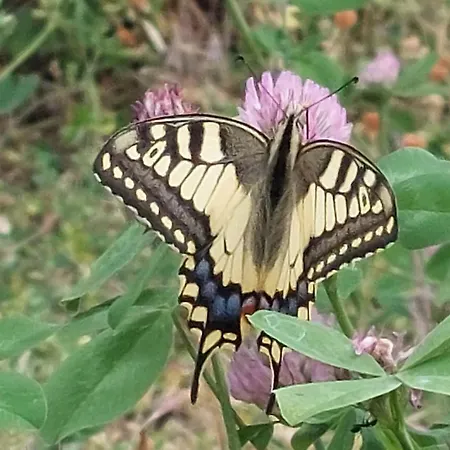 Lassu Minihotel Bed & Breakfast