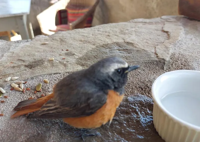 Nocleg ze śniadaniem Lassu Minihotel *