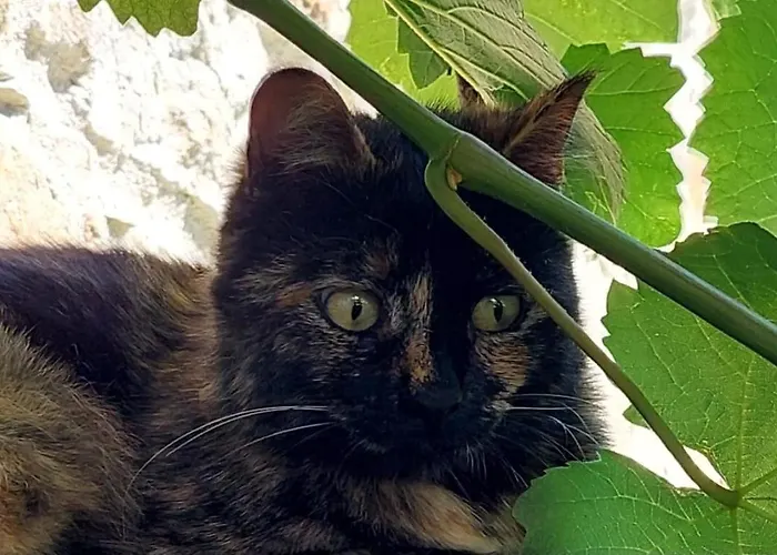 Nocleg ze śniadaniem Lassu Minihotel *