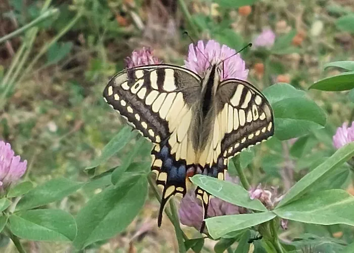 Lassu Minihotel Nocleg ze śniadaniem